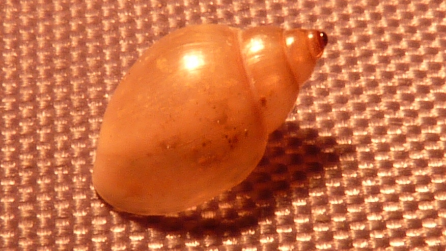 Haminoeidae Haminoea fusari ?